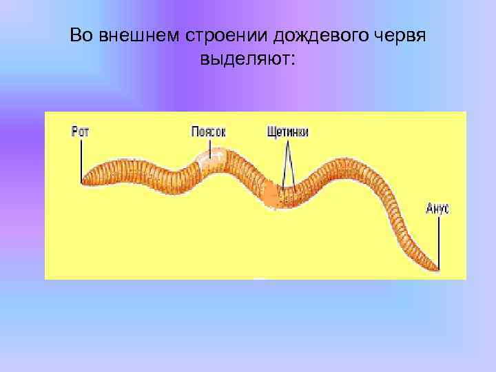 Строение кольчатого червя рисунок