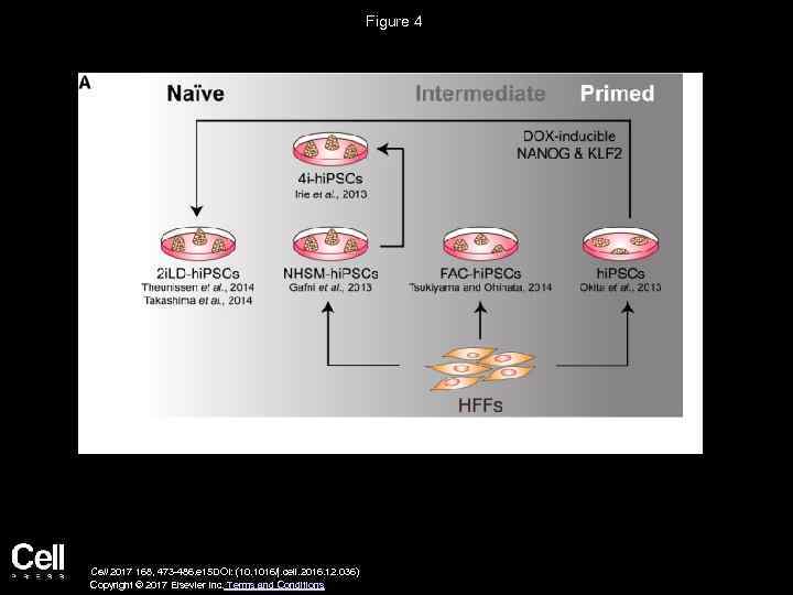 Figure 4 Cell 2017 168, 473 -486. e 15 DOI: (10. 1016/j. cell. 2016.