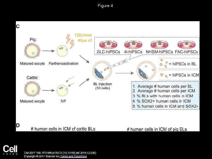 Figure 4 Cell 2017 168, 473 -486. e 15 DOI: (10. 1016/j. cell. 2016.