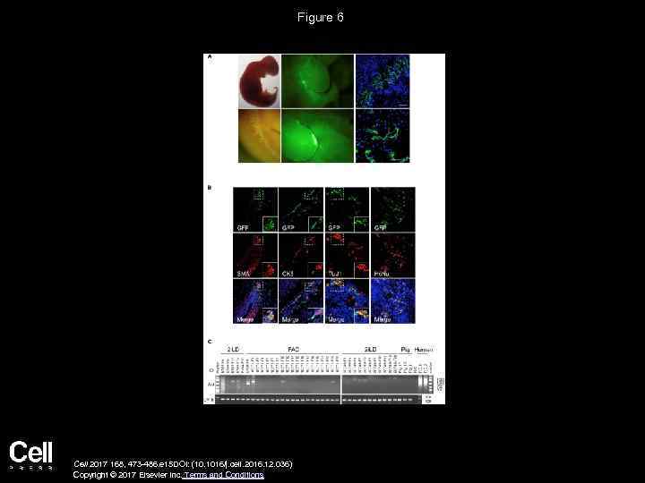 Figure 6 Cell 2017 168, 473 -486. e 15 DOI: (10. 1016/j. cell. 2016.