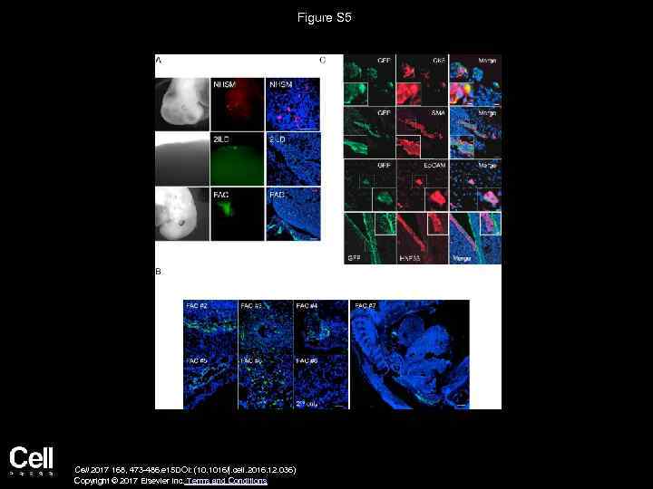 Figure S 5 Cell 2017 168, 473 -486. e 15 DOI: (10. 1016/j. cell.