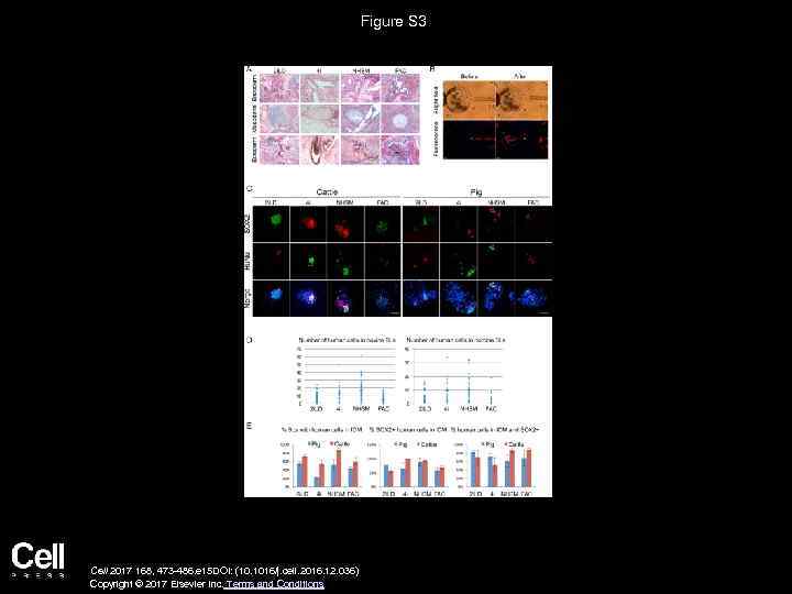 Figure S 3 Cell 2017 168, 473 -486. e 15 DOI: (10. 1016/j. cell.