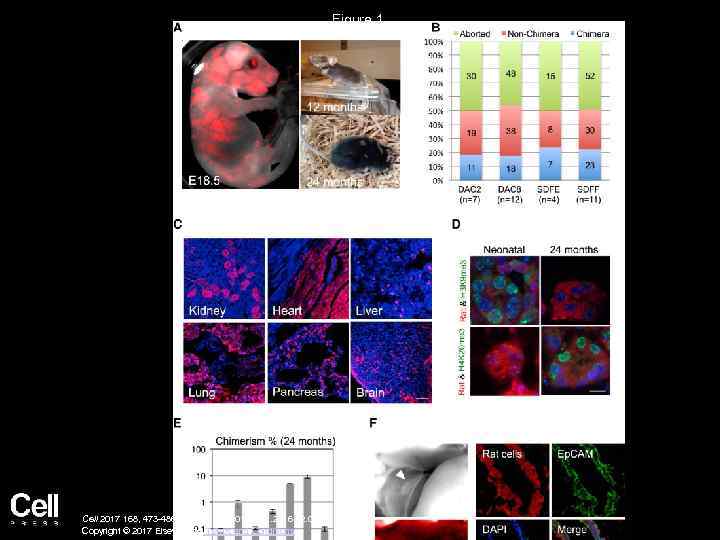 Figure 1 Cell 2017 168, 473 -486. e 15 DOI: (10. 1016/j. cell. 2016.