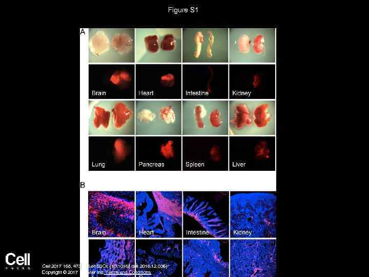 Figure S 1 Cell 2017 168, 473 -486. e 15 DOI: (10. 1016/j. cell.