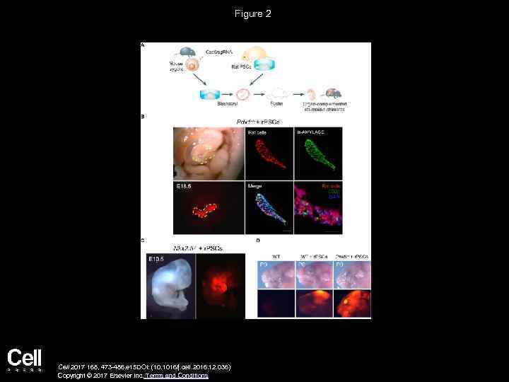 Figure 2 Cell 2017 168, 473 -486. e 15 DOI: (10. 1016/j. cell. 2016.