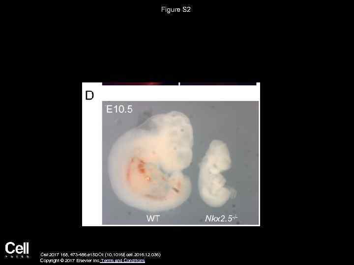 Figure S 2 Cell 2017 168, 473 -486. e 15 DOI: (10. 1016/j. cell.