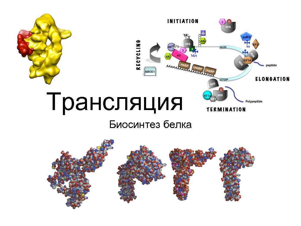 Трансляция Биосинтез белка Часть I Структура РНК