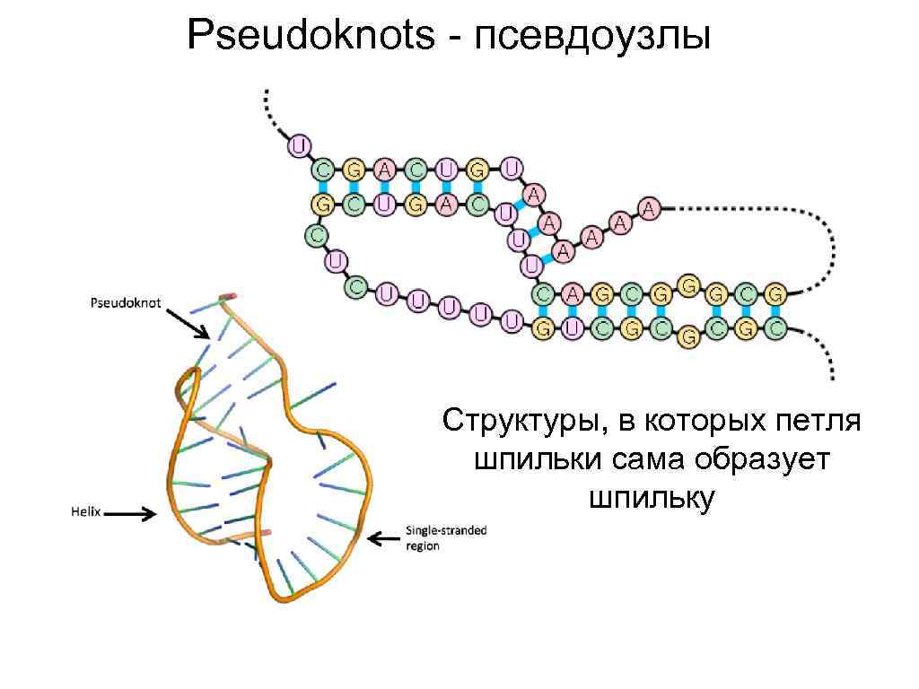 Pseudoknots - псевдоузлы Структуры, в которых петля шпильки сама образует шпильку 