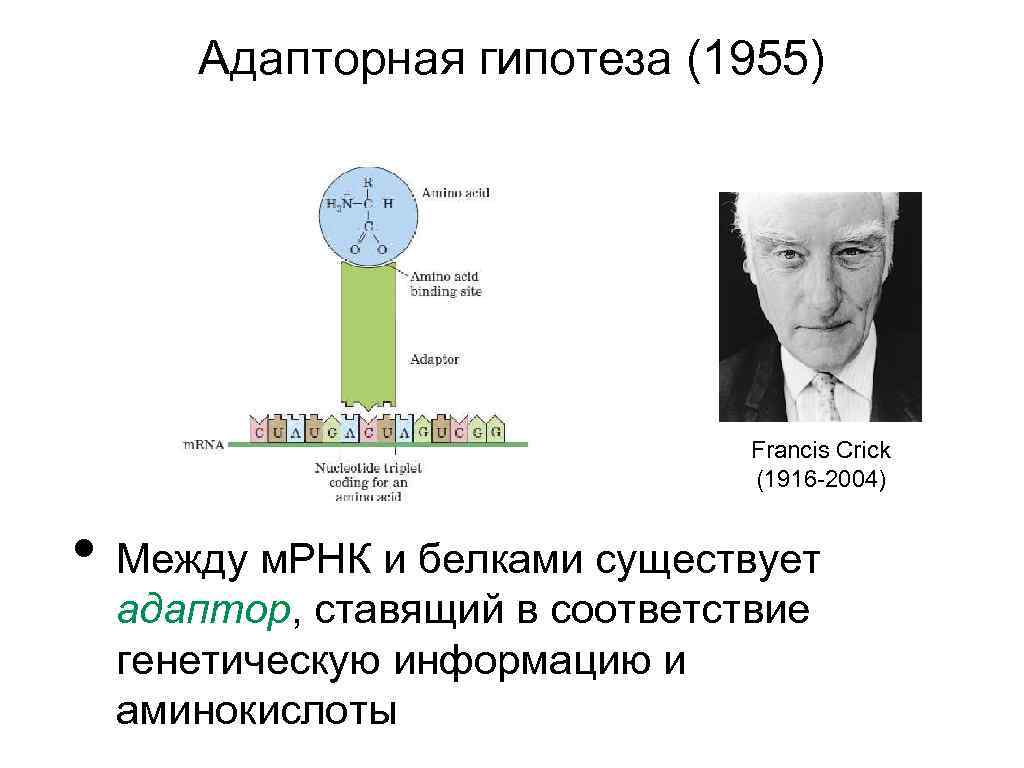 Адапторная гипотеза (1955) Francis Crick (1916 -2004) • Между м. РНК и белками существует