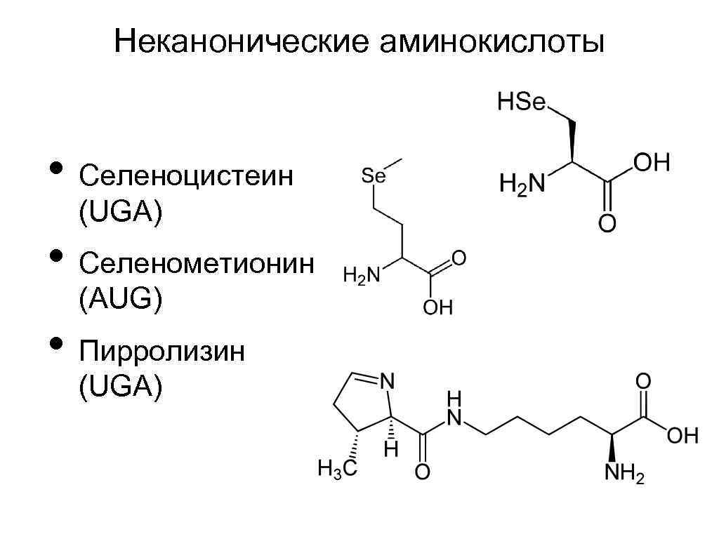 Неканонические аминокислоты • Cеленоцистеин (UGA) • Селенометионин (AUG) • Пирролизин (UGA) 