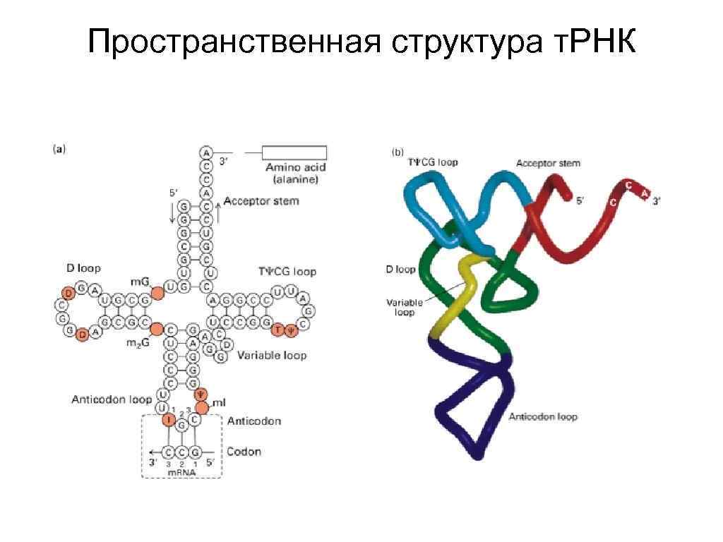 Молекулы рнк имеют структуру. Транспортная РНК схема. Строение т РНК биохимия. Пространственная структура РНК. Вторичная структура т РНК.