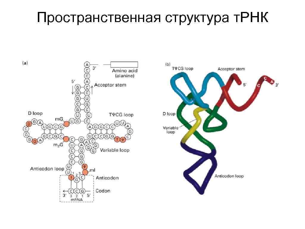 Участок молекулы трнк