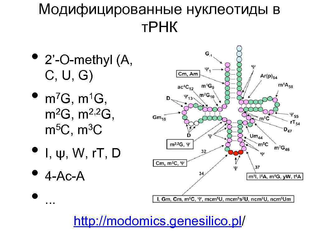 Модифицированные нуклеотиды в т. РНК • 2’-O-methyl (A, C, U, G) • m G,