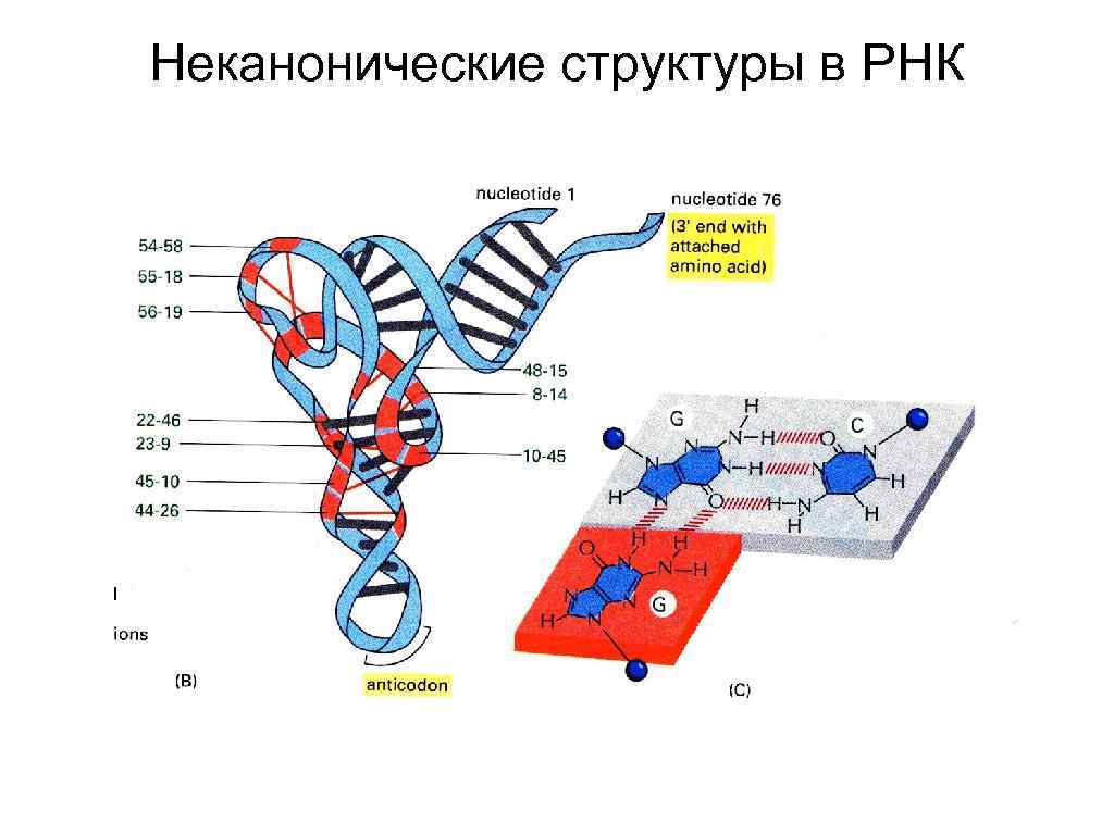 Неканонические структуры в РНК 