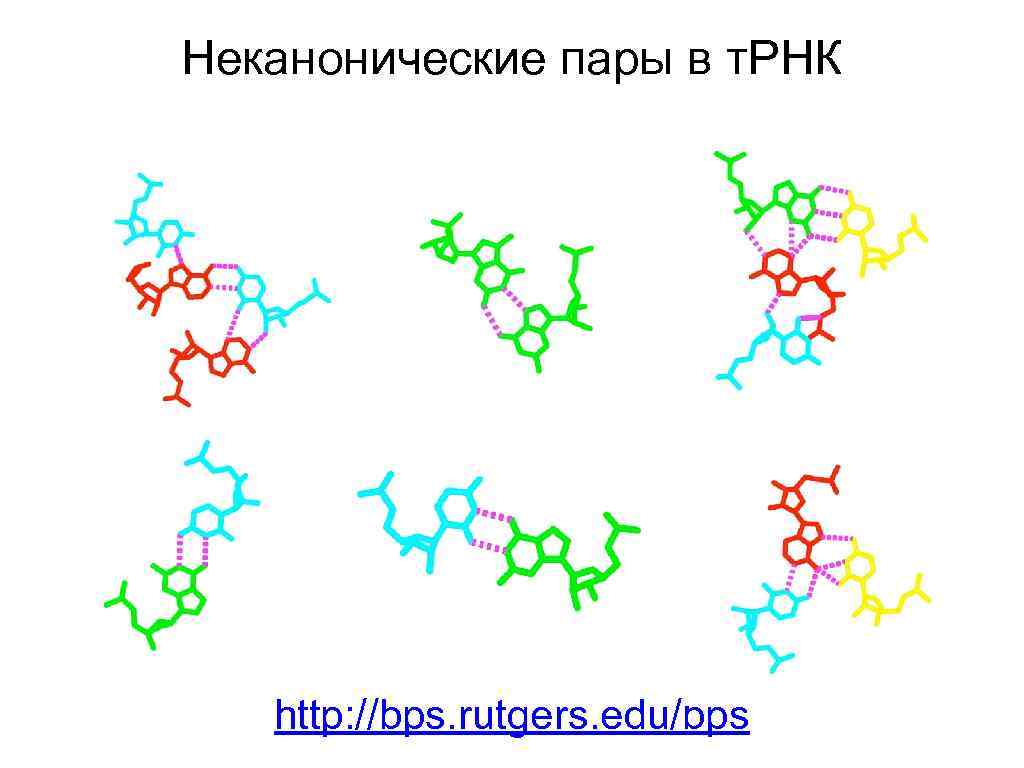 Неканонические пары в т. РНК http: //bps. rutgers. edu/bps 