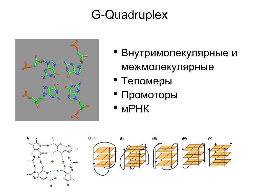G-Quadruplex • Внутримолекулярные и • • • межмолекулярные Теломеры Промоторы м. РНК 