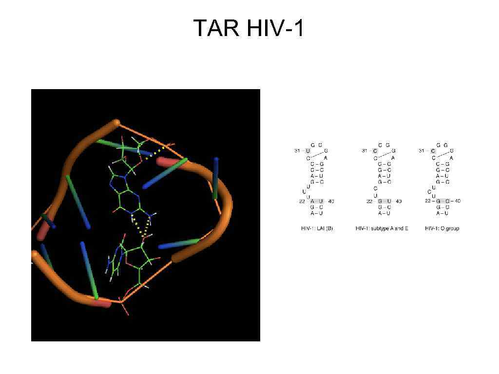 TAR HIV-1 
