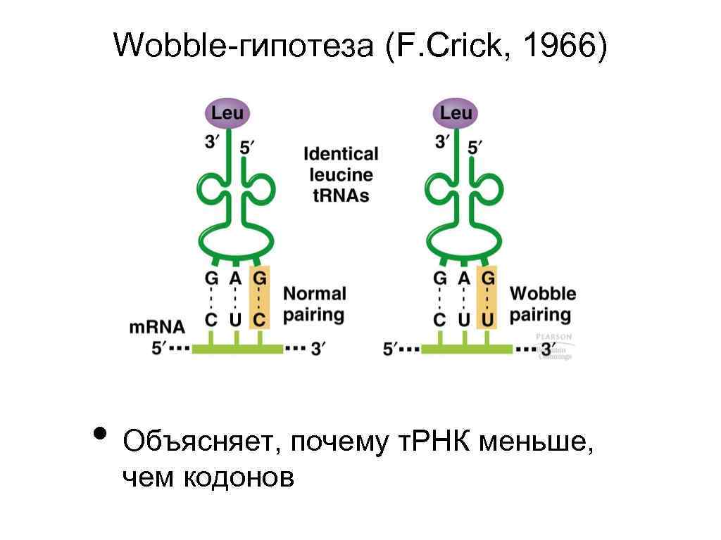 Wobble-гипотеза (F. Crick, 1966) • Объясняет, почему т. РНК меньше, чем кодонов 