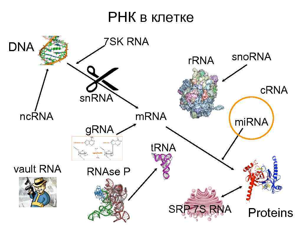 РНК в клетке DNA 7 SK RNA r. RNA c. RNA sn. RNA nc.