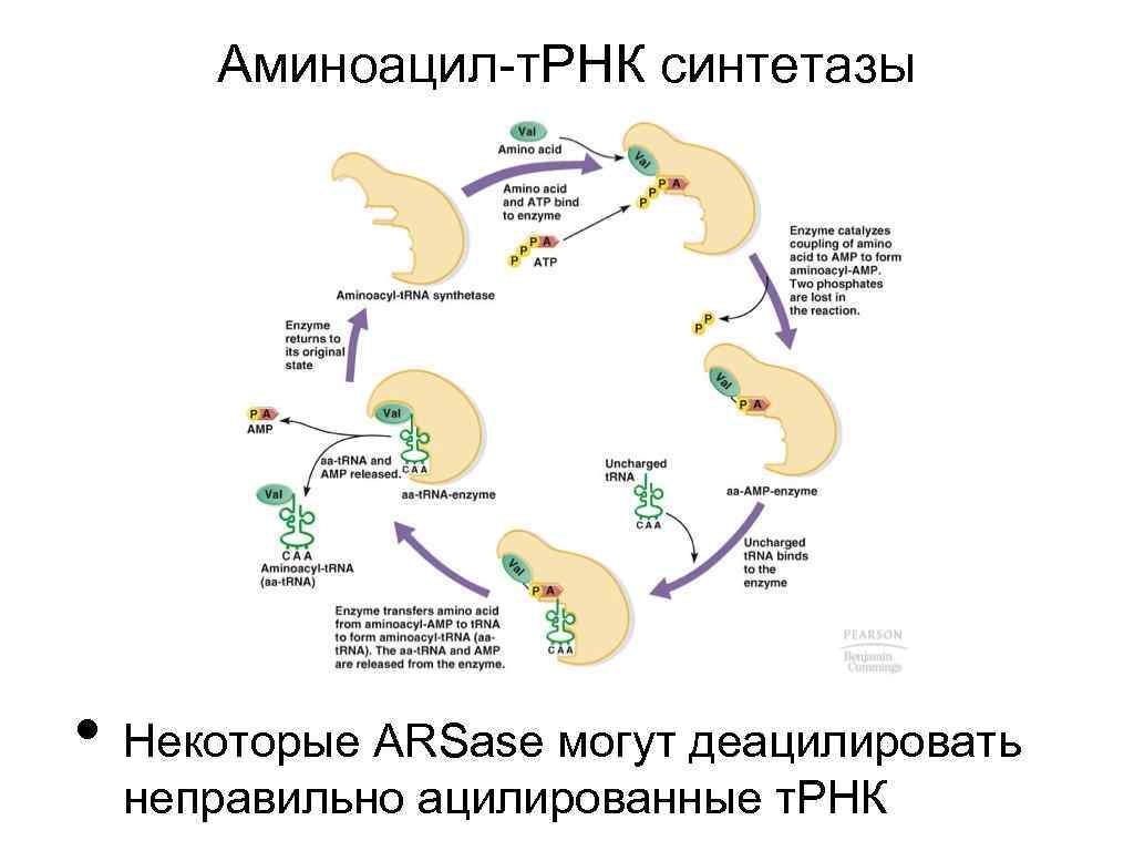Аминоацил-т. РНК синтетазы • Некоторые ARSase могут деацилировать неправильно ацилированные т. РНК 