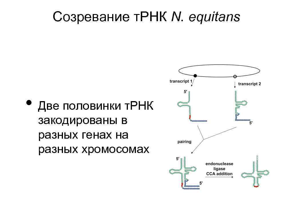 Созревание т. РНК N. equitans • Две половинки т. РНК закодированы в разных генах