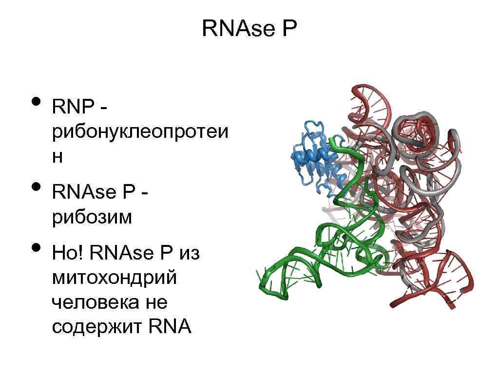 RNAse P • RNP - рибонуклеопротеи н • RNAse P рибозим • Но! RNAse