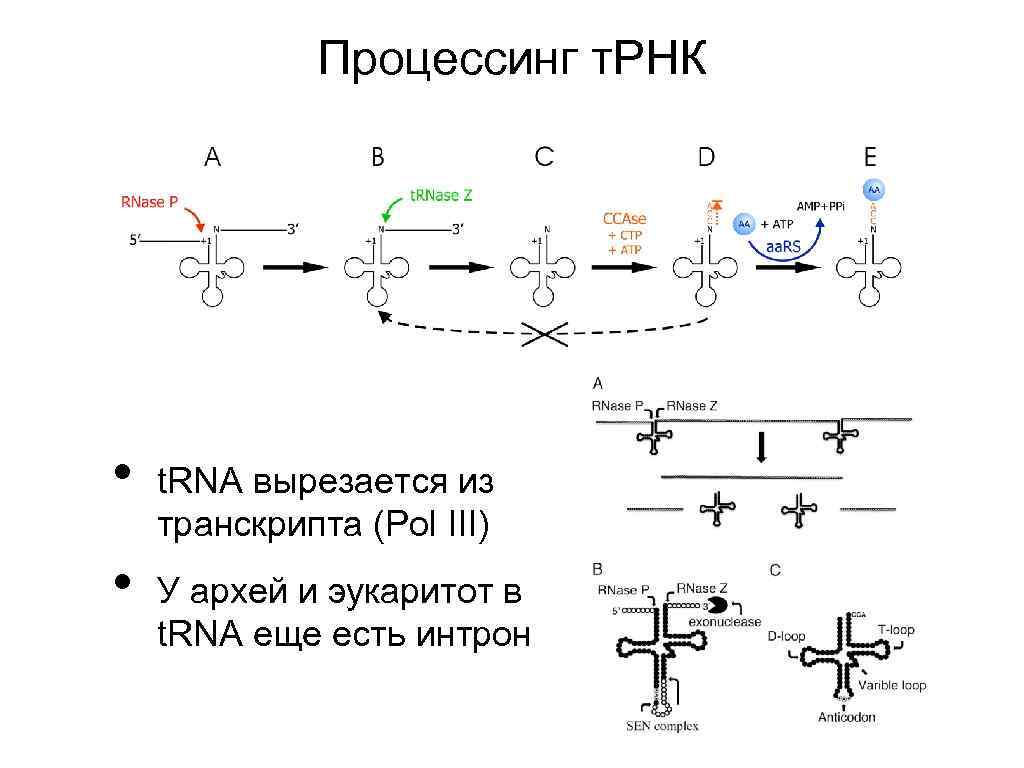 Процессинг т. РНК • • t. RNA вырезается из транскрипта (Pol III) У архей
