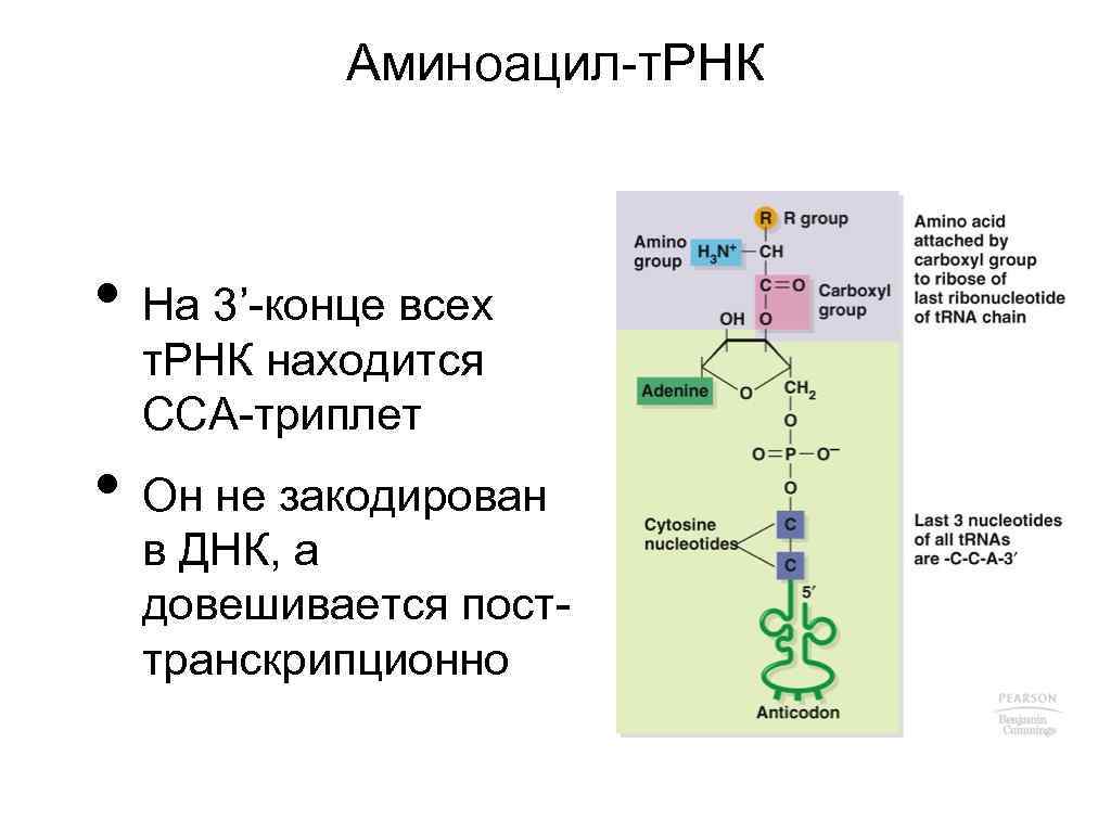 Аминоацил-т. РНК • На 3’-конце всех т. РНК находится ССА-триплет • Он не закодирован