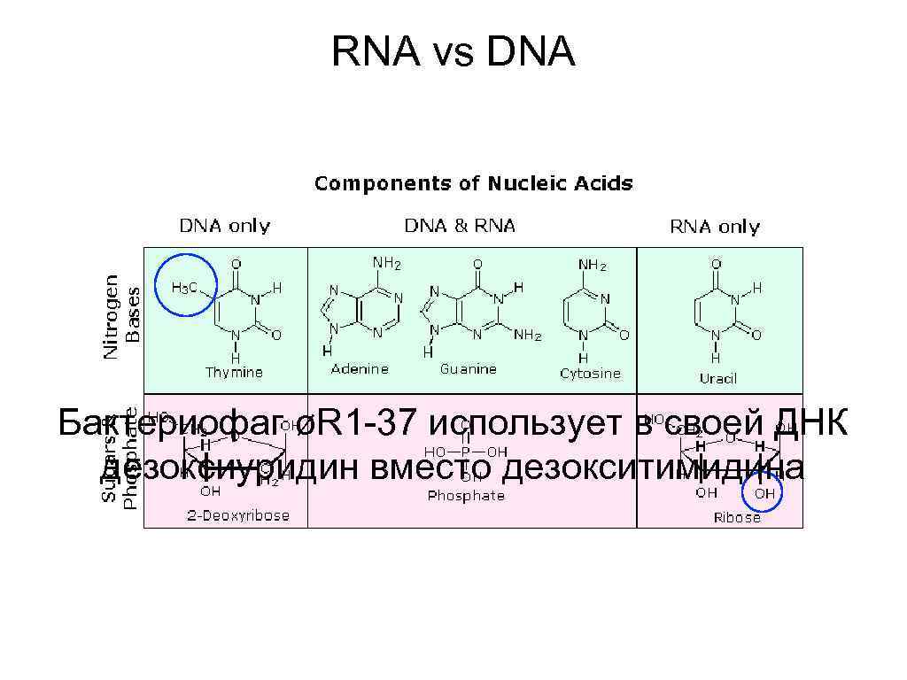 RNA vs DNA Бактериофаг øR 1 -37 использует в своей ДНК дезоксиуридин вместо дезокситимидина