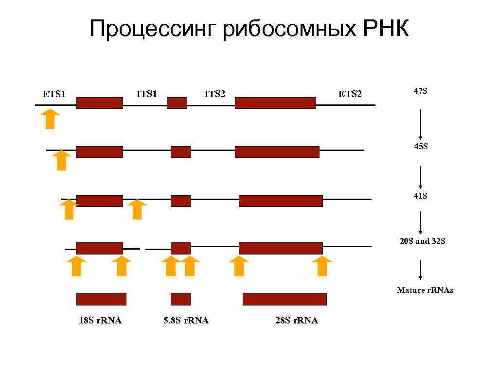 Последовательность этапов процессинга. Процессинг рибосомальной РНК. Созревание процессинг РНК. Процессинг информационной РНК. Процессинг и сплайсинг РНК.