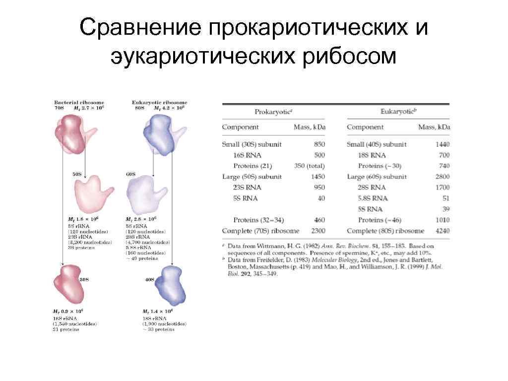 Сравнение прокариотических и эукариотических рибосом 