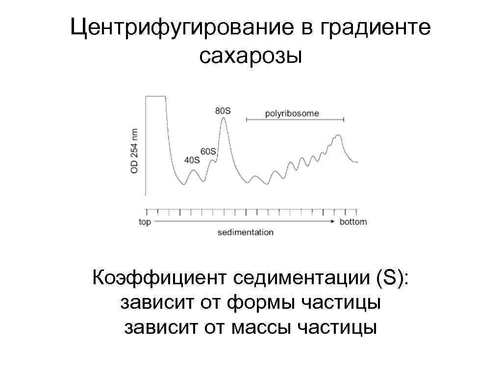 Центрифугирование в градиенте сахарозы Коэффициент седиментации (S): зависит от формы частицы зависит от массы