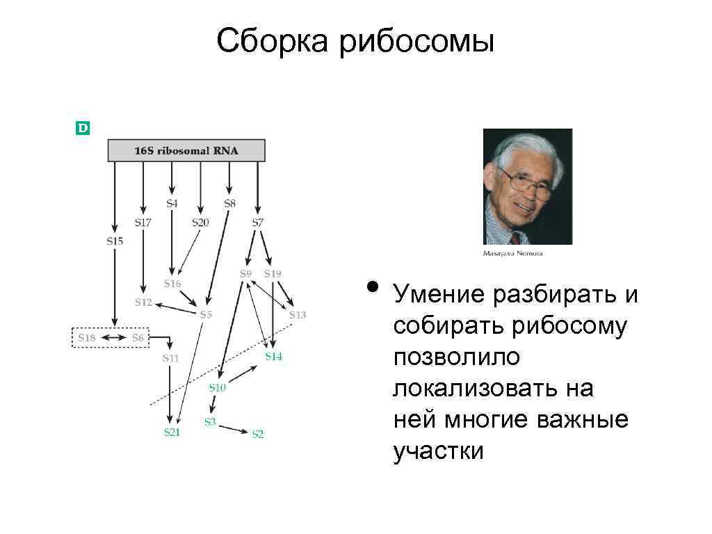 Сборка рибосомы • Умение разбирать и собирать рибосому позволило локализовать на ней многие важные