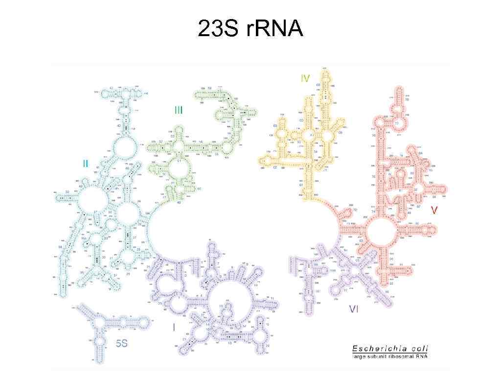23 S r. RNA 