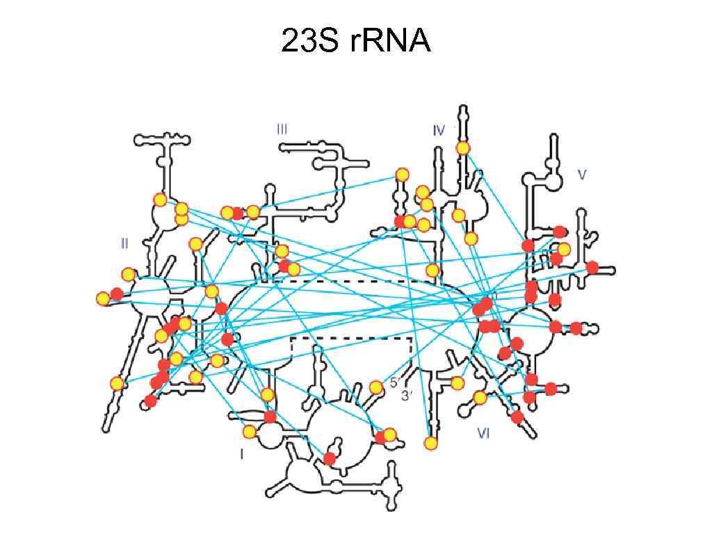 23 S r. RNA 