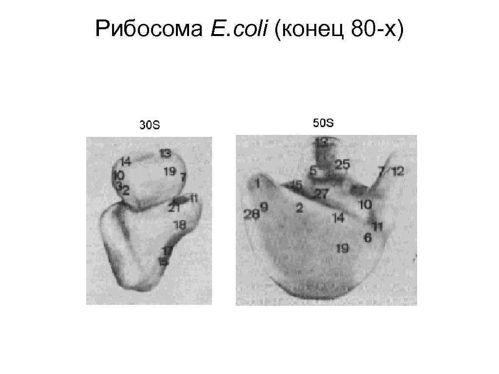 Рибосома E. coli (конец 80 -х) 