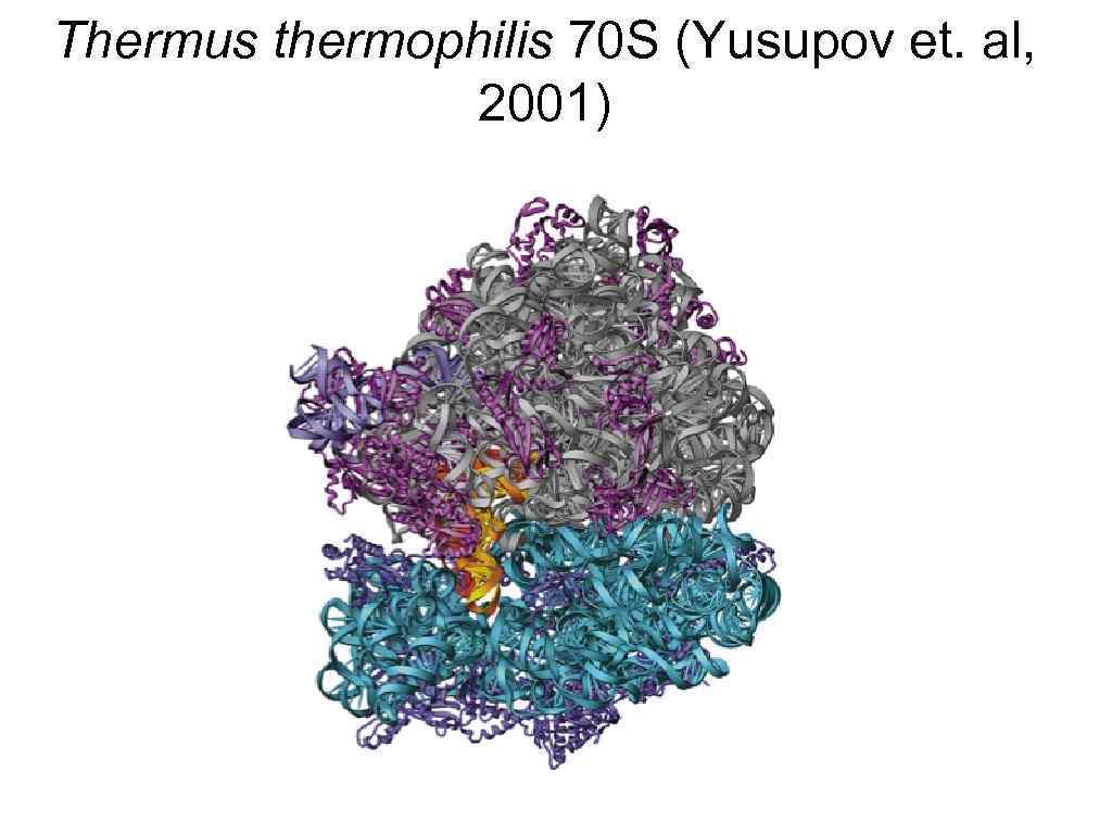 Thermus thermophilis 70 S (Yusupov et. al, 2001) 