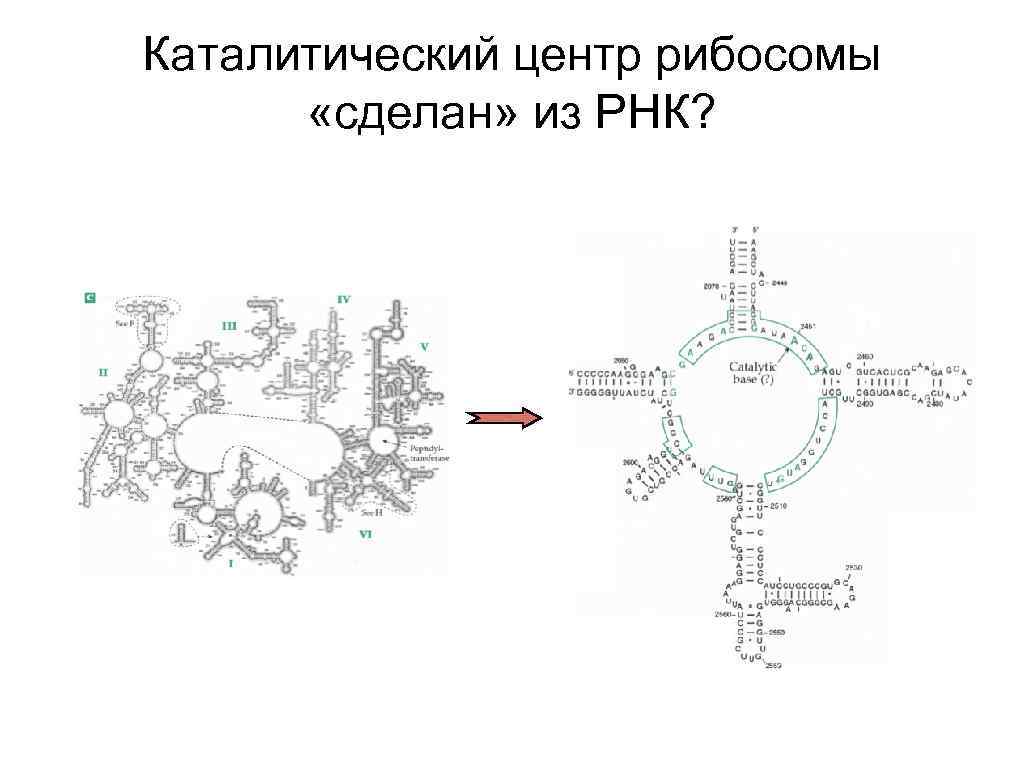 Каталитический центр рибосомы «сделан» из РНК? 