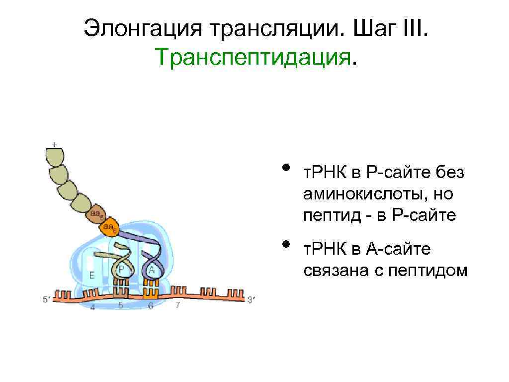 Элонгация трансляции. Шаг III. Транспептидация. • • т. РНК в Р-сайте без аминокислоты, но