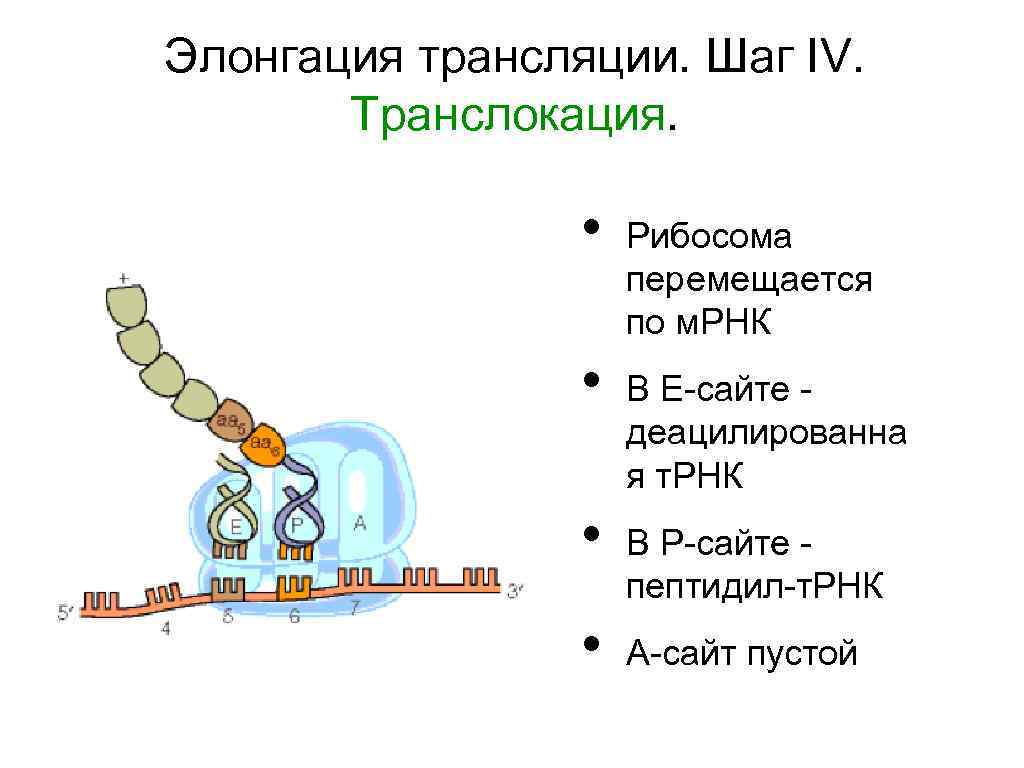 Элонгация трансляции. Шаг IV. Транслокация. • • Рибосома перемещается по м. РНК В Е-сайте