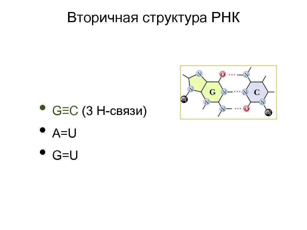 Вторичная структура РНК • G≡C (3 Н-связи) • A=U • G=U 