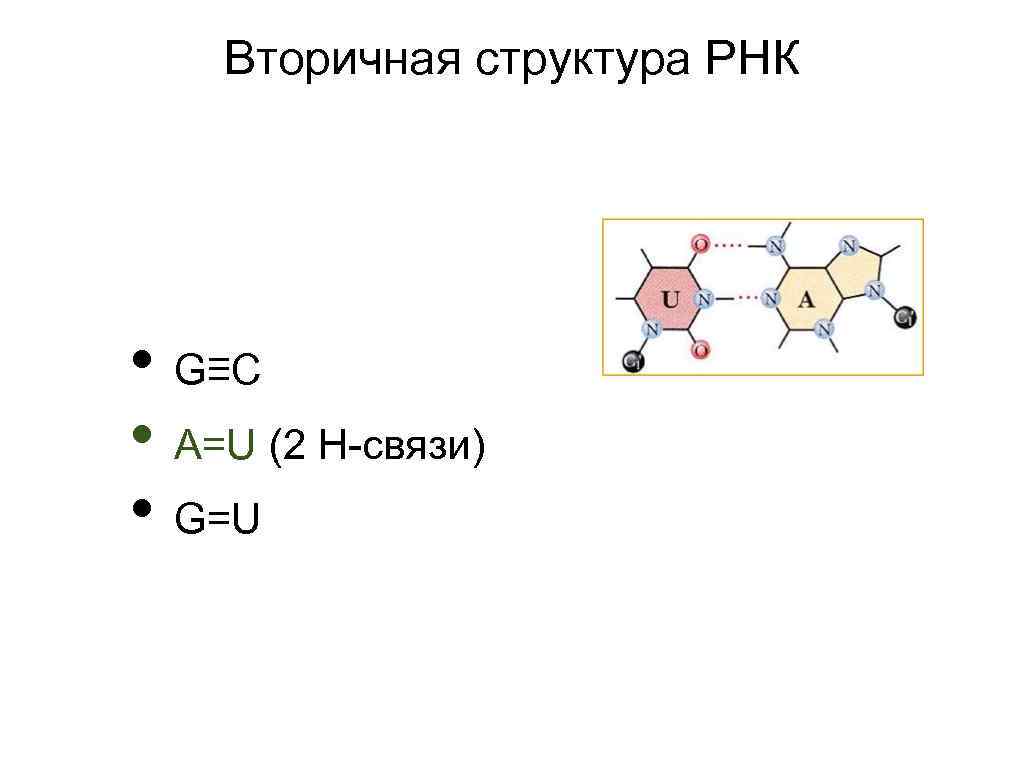 Вторичная структура РНК • G≡C • A=U (2 Н-связи) • G=U 