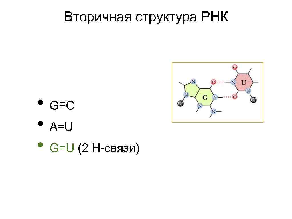 Вторичная структура РНК • G≡C • A=U • G=U (2 Н-связи) 