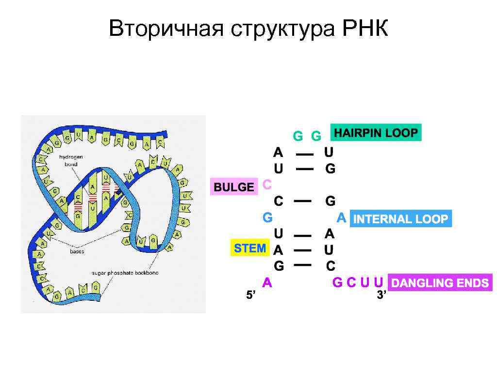 Вторичная структура РНК 