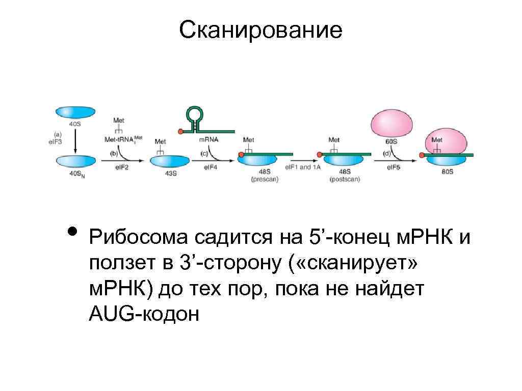 Рибосомы содержат рнк. Рибосома на МРНК. Этапы образования рибосом. Движение рибосомы. Рибосома движется по ИРНК.