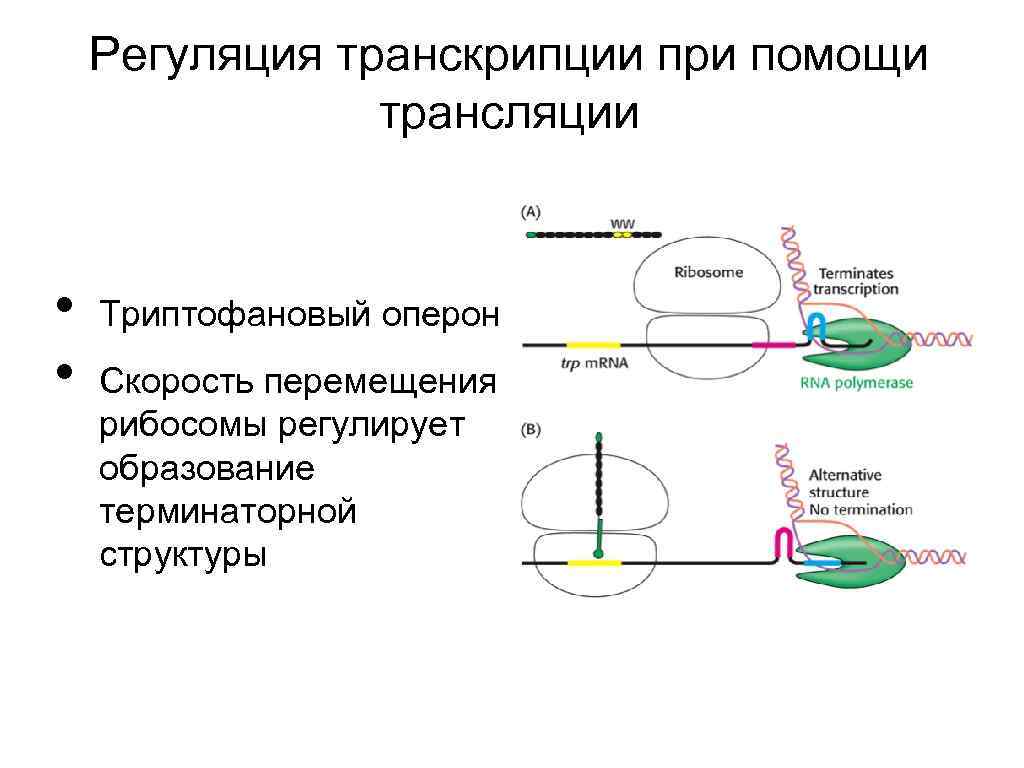 Регуляция транскрипции и трансляции в клетке и организме урок 10 класс презентация пасечник