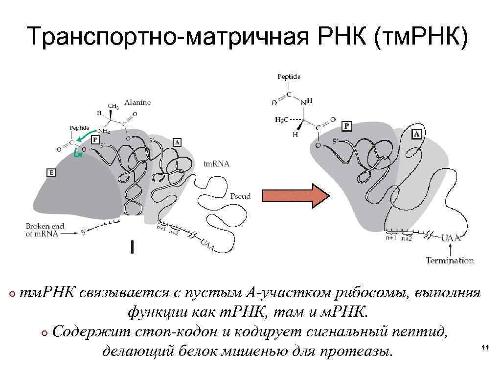 Ооо рнк. Транспортно матричная РНК. МРНК. Матрица РНК. Матричная РНК функция.