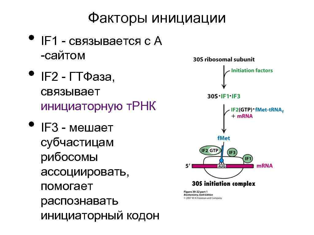 Атф в клетках эукариот образуются. Факторы инициации эукариот. Факторы инициации трансляции у прокариот. Факторы инициации у прокариот. Факторы инициации факторы элонгации.