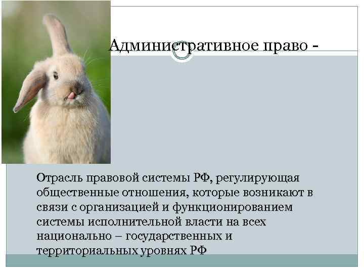 Административное право - Отрасль правовой системы РФ, регулирующая общественные отношения, которые возникают в связи