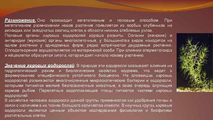 Размножение. Оно происходит вегетативным и половым способом. При вегетативном размножении новое растение появляется из